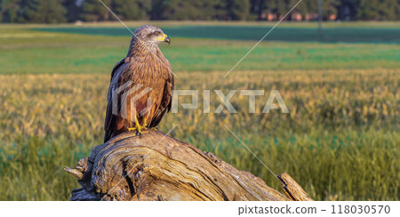 Black Kite Black Kite 118030570