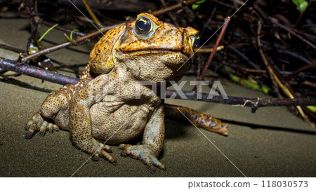 Cane Toad, Marino Ballena National Park, Costa Rica Cane Toad, Marino Ballena National Park, Costa Rica 118030573