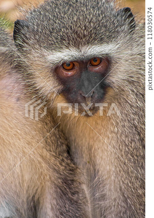 Vervet Monkey, Kruger National Park, South Africa 118030574
