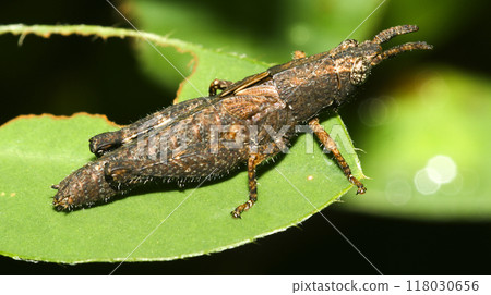 Tropical Grasshopper, Amazonia Tropical Grasshopper, Amazonia 118030656