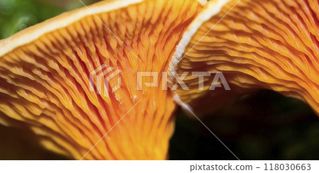 Wild Mushroom, Sierra de Guadarrama National Park, Spain Wild Mushroom, Sierra de Guadarrama National Park, Spain 118030663