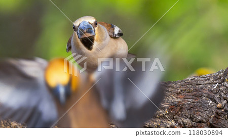 Hawfinch 118030894