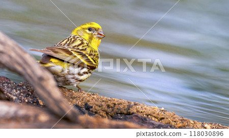Serin Serin 118030896