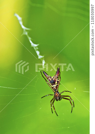 Spider, Marino Ballena National Park 118030997