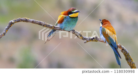 Bee-eater Bee-eater 118030998