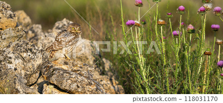 Little Owl Little Owl 118031170