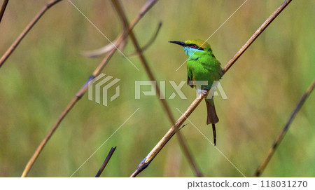 Green Bee-eater, Royal Bardia National Park, Nepal Green Bee-eater, Royal Bardia National Park, Nepal 118031270