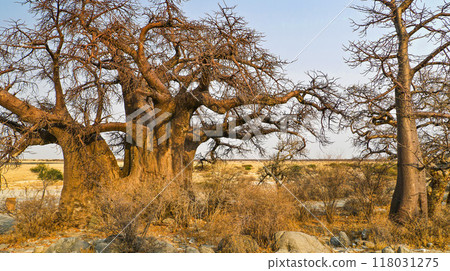 Baobab, Makgadikgadi Pans National Park, Botswana Baobab, Makgadikgadi Pans National Park, Botswana 118031275