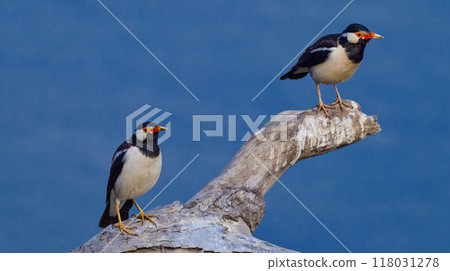 Asian Pied Starling, Royal Bardia National Park, Nepal Asian Pied Starling, Royal Bardia National Park, Nepal 118031278