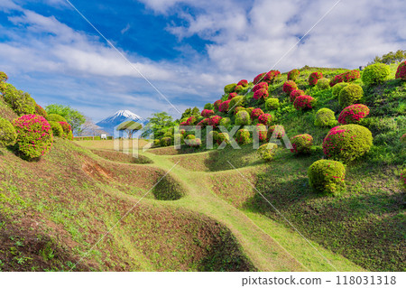 [Shizuoka Prefecture] Azaleas blooming at Yamanaka Castle Park, with Mount Fuji in the background 118031318