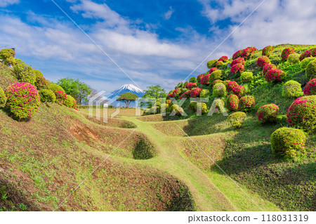 [Shizuoka Prefecture] Azaleas blooming at Yamanaka Castle Park, with Mount Fuji in the background 118031319