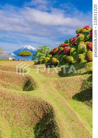 [Shizuoka Prefecture] Azaleas blooming at Yamanaka Castle Park, with Mount Fuji in the background 118031320