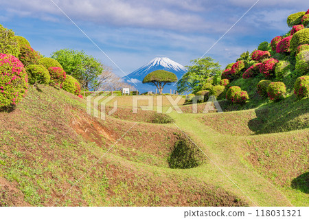 [Shizuoka Prefecture] Azaleas blooming at Yamanaka Castle Park, with Mount Fuji in the background 118031321