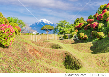 [Shizuoka Prefecture] Azaleas blooming at Yamanaka Castle Park, with Mount Fuji in the background 118031322