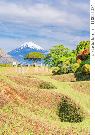 [Shizuoka Prefecture] Azaleas blooming at Yamanaka Castle Park, with Mount Fuji in the background 118031324