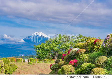 [靜岡縣]山中城跡公園，杜鵑花盛開，富士山為背景 118031328