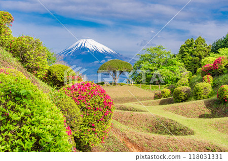 [Shizuoka Prefecture] Azaleas blooming at Yamanaka Castle Park, with Mount Fuji in the background 118031331