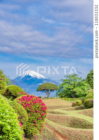 [靜岡縣]山中城跡公園，杜鵑花盛開，富士山為背景 118031332