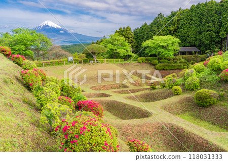 [Shizuoka Prefecture] Azaleas blooming at Yamanaka Castle Park, with Mount Fuji in the background 118031333