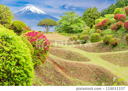[Shizuoka Prefecture] Azaleas blooming at Yamanaka Castle Park, with Mount Fuji in the background 118031337