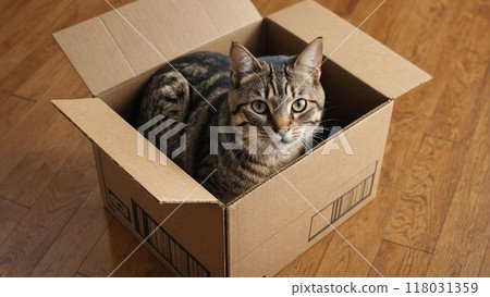 A cat (Minskin) getting into a cardboard box in the living room 118031359