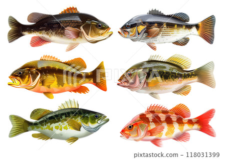 Six detailed illustrations of various North American bass species, showcasing their vibrant colors and unique patterns. Food. Fish. 118031399