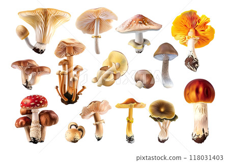 A detailed collection of realistic mushrooms showcasing various species with diverse shapes, sizes, and colors, perfect for botanical and culinary designs. Food. 118031403
