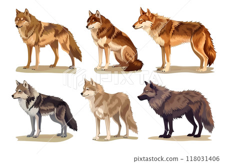 Detailed illustration showcasing various wolf species or breeds, highlighting their distinct coat colors and postures. Wildlife Animals. 118031406