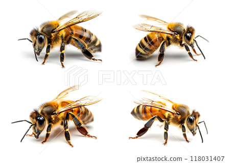 Four close-up photos of a honey bee from different angles on a white background. Insect. 118031407