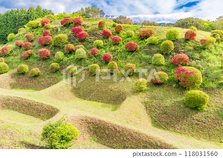 [Shizuoka Prefecture] Azaleas in bloom at the Shoji Moat of Yamanaka Castle Park 118031560