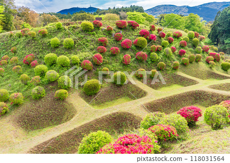 [Shizuoka Prefecture] Azaleas in bloom at the Shoji Moat of Yamanaka Castle Park 118031564