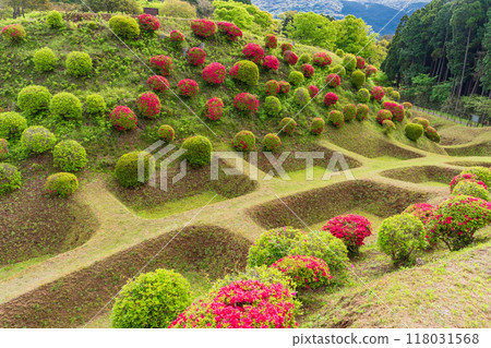 [Shizuoka Prefecture] Azaleas in bloom at the Shoji Moat of Yamanaka Castle Park 118031568