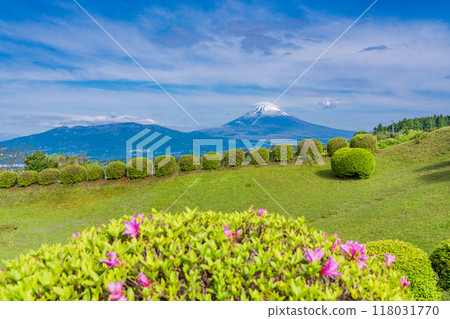 [Shizuoka Prefecture] Azaleas blooming at Yamanaka Castle Park, with Mount Fuji in the background 118031770