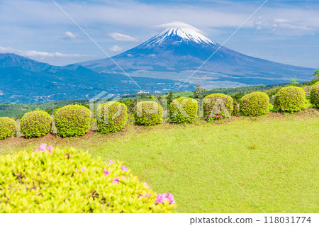 [Shizuoka Prefecture] Azaleas blooming at Yamanaka Castle Park, with Mount Fuji in the background 118031774
