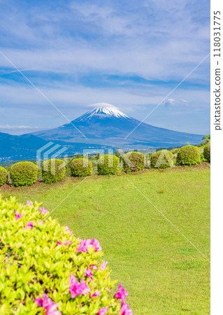 [Shizuoka Prefecture] Azaleas blooming at Yamanaka Castle Park, with Mount Fuji in the background 118031775