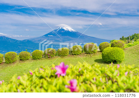 [Shizuoka Prefecture] Azaleas blooming at Yamanaka Castle Park, with Mount Fuji in the background 118031776