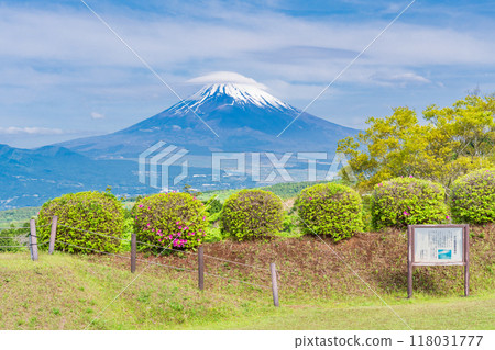 [靜岡縣]山中城跡公園，杜鵑花盛開，富士山為背景 118031777