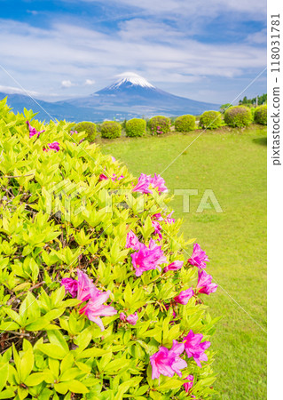 [Shizuoka Prefecture] Azaleas blooming at Yamanaka Castle Park, with Mount Fuji in the background 118031781