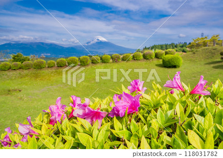 [Shizuoka Prefecture] Azaleas blooming at Yamanaka Castle Park, with Mount Fuji in the background 118031782