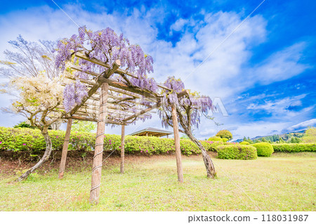 [Shizuoka Prefecture] Wisteria flowers bloom at Yamanaka Castle Park 118031987
