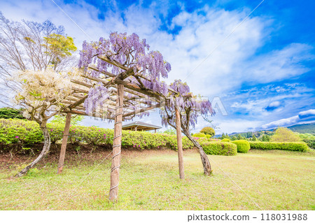 [Shizuoka Prefecture] Wisteria flowers bloom at Yamanaka Castle Park 118031988