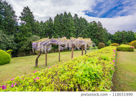 [Shizuoka Prefecture] Wisteria flowers bloom at Yamanaka Castle Park 118031990