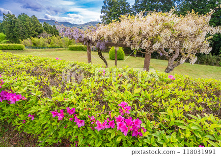 [Shizuoka Prefecture] Wisteria flowers bloom at Yamanaka Castle Park 118031991