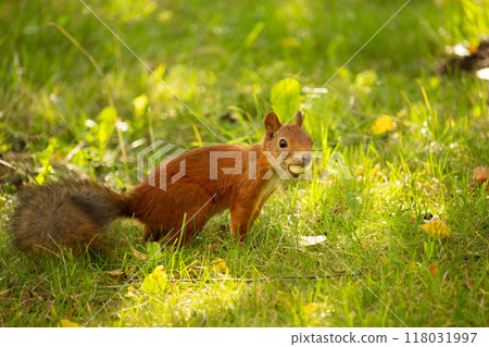 Close up of a red squirrel (Sciurus vulgaris) Close up of a red squirrel (Sciurus vulgaris) 118031997