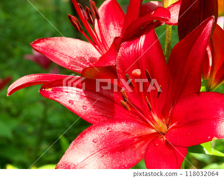 紅百合花 紅百合花 118032064