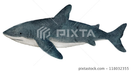 Hand-drawn illustration of a shark in a picture book style Hand-drawn illustration of a shark in a picture book style 118032355