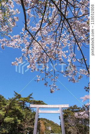 春天的伊勢神宮風景 - 櫻花、宇治橋、鳥居風景 - 伊勢神宮內宮的櫻花 - 伊勢志摩旅遊景點 春天的伊勢神宮風景 - 櫻花、宇治橋、鳥居風景 - 伊勢神宮內宮的櫻花 - 伊勢志摩旅遊景點 118032808