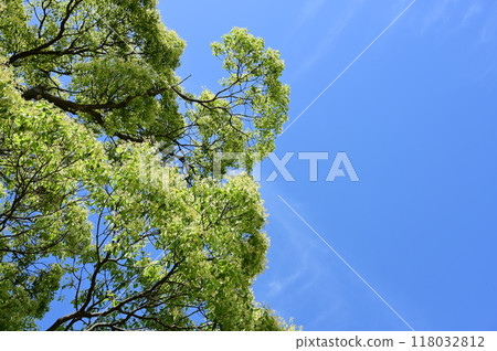 樟樹的花(樟科、樟科屬) 樟樹的花(樟科、樟科屬) 118032812