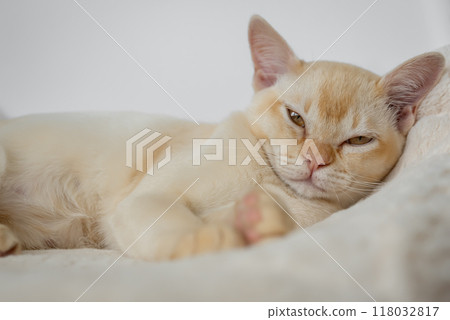 Adorable red Burmese kitten sleeping or resting sweetly 118032817