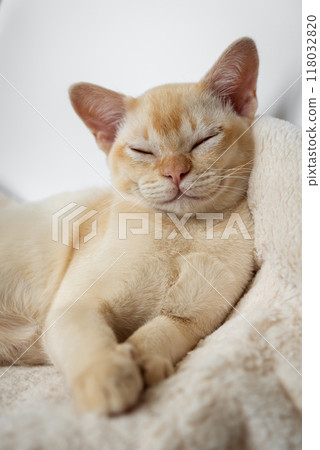 Adorable red Burmese kitten sleeping or resting sweetly Adorable red Burmese kitten sleeping or resting sweetly 118032820